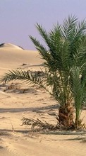 Ladda ner Palms, Landscape, Sand, Desert, Plants bilden till mobilen.
