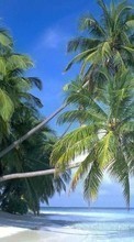 Ladda ner Palms,Landscape,Beach bilden till mobilen.