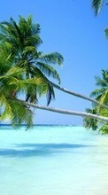 Palms,Landscape,Beach till Samsung Galaxy S21