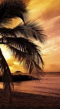 Ladda ner Palms,Landscape,Beach,Sunset bilden till mobilen.