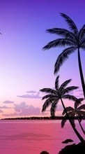 Ladda ner Landscape, Sunset, Palms, Drawings bilden 480x800 till mobilen.