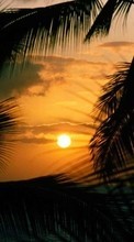 Ladda ner Palms,Landscape,Sunset bilden till mobilen.