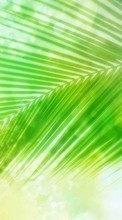 Ladda ner Plants, Palms bilden 720x1280 till mobilen.