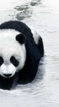 Pandas,Animals till Samsung Galaxy Win Pro