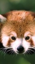 Pandas,Animals till Sony Xperia Z3 Plus