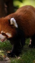 Pandas,Animals till Motorola DROID RAZR