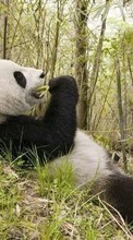 Ladda ner Pandas,Animals bilden till mobilen.