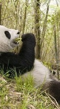 Ladda ner Pandas,Animals bilden till mobilen.