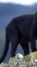 Animals, Panthers till Nokia Lumia 630 