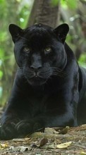 Panthers,Animals till Sony Ericsson K790