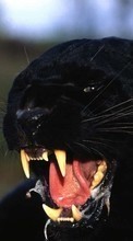 Ladda ner Animals, Panthers bilden 128x160 till mobilen.