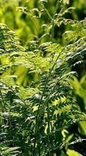 Ferns,Plants till HTC Desire VC
