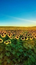 Landscape,Sunflowers,Fields