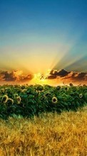 Landscape,Sunflowers,Fields,Sunset