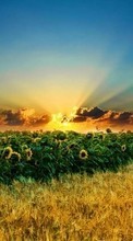 Ladda ner Landscape,Sunflowers,Fields,Sunset bilden till mobilen.