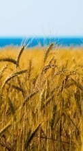 Ladda ner Landscape, Fields, Wheat bilden 800x480 till mobilen.