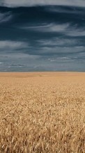 Ladda ner Landscape,Fields,Wheat bilden till mobilen.