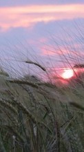 Ladda ner Landscape, Fields, Wheat, Sunset bilden till mobilen.