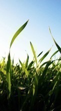 Landscape, Fields, Plants, Sun, Grass till Samsung Galaxy Ace 2