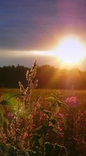 Ladda ner Landscape, Fields, Sun, Sunset bilden till mobilen.