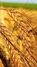 Ladda ner Landscape, Wheat bilden 480x800 till mobilen.