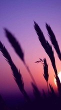 Ladda ner Nature, Wheat, Sun, Sunset bilden till mobilen.