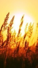 Ladda ner Landscape,Wheat,Sunset bilden till mobilen.
