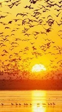 Landscape,Birds,Sunset till Nokia 108