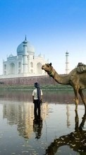 Ladda ner Animals, Landscape, Water, Camels bilden 240x400 till mobilen.