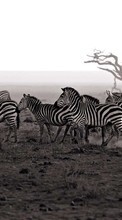 Ladda ner Landscape,Zebra,Animals bilden till mobilen.