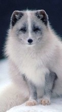Ladda ner Animals, Polar foxes bilden 128x160 till mobilen.