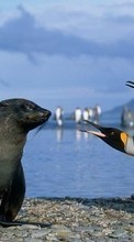 Pinguins,Birds,Seals,Animals