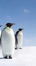Pinguins,Birds,Animals till Samsung Wave