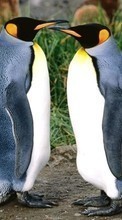 Ladda ner Animals, Pinguins bilden 540x960 till mobilen.