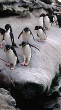 Ladda ner Animals, Pinguins bilden till mobilen.
