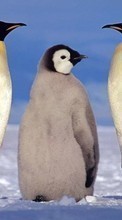 Ladda ner Animals, Winter, Pinguins bilden 320x480 till mobilen.