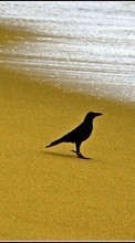 Ladda ner Animals, Birds, Beach, Crows bilden 320x480 till mobilen.