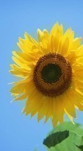 Ladda ner Plants, Sunflowers bilden 1080x1920 till mobilen.