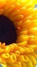 Ladda ner Plants, Sunflowers bilden 1024x600 till mobilen.
