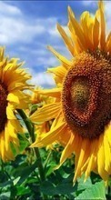 Ladda ner Plants, Sunflowers bilden 800x480 till mobilen.
