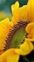 Ladda ner Sunflowers,Plants bilden till mobilen.
