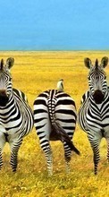 Ladda ner Fields,Zebra,Animals bilden till mobilen.