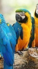 Parrots,Birds,Animals till HTC One mini