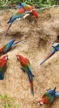 Parrots,Birds,Animals till Sony Ericsson Naite J105