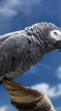 Parrots,Birds,Animals till Samsung Star 2 DUOS C6712