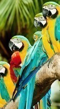 Parrots,Birds,Animals till Samsung Galaxy S Advance