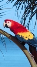Ladda ner Animals, Birds, Parrots bilden 320x480 till mobilen.