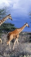 Ladda ner Nature,Giraffes,Animals bilden till mobilen.