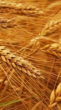 Wheat,Plants till LG Optimus Sol E730