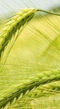 Wheat,Plants till BlackBerry Torch 9800